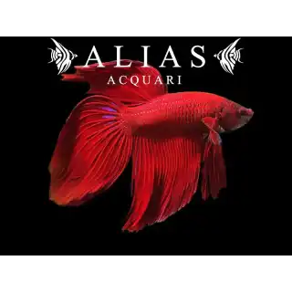 Betta splendens male veiltail Red