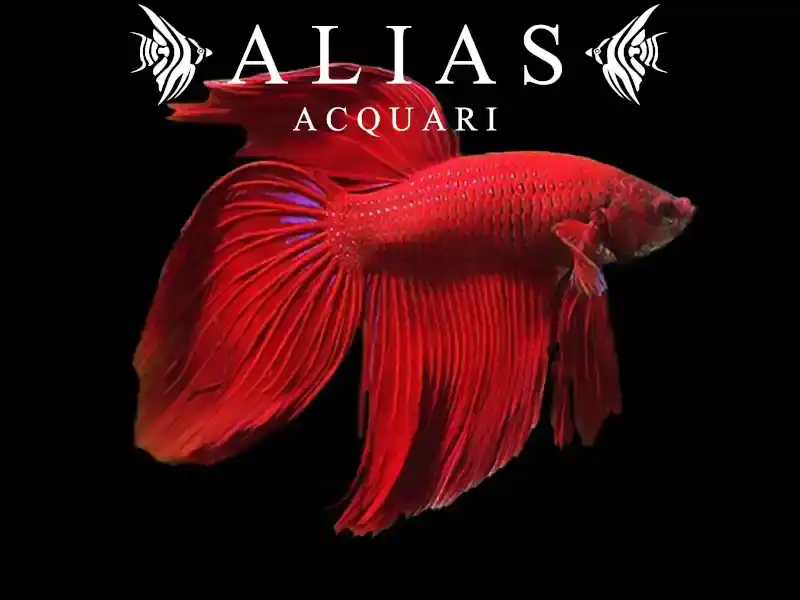 Betta splendens male veiltail Red