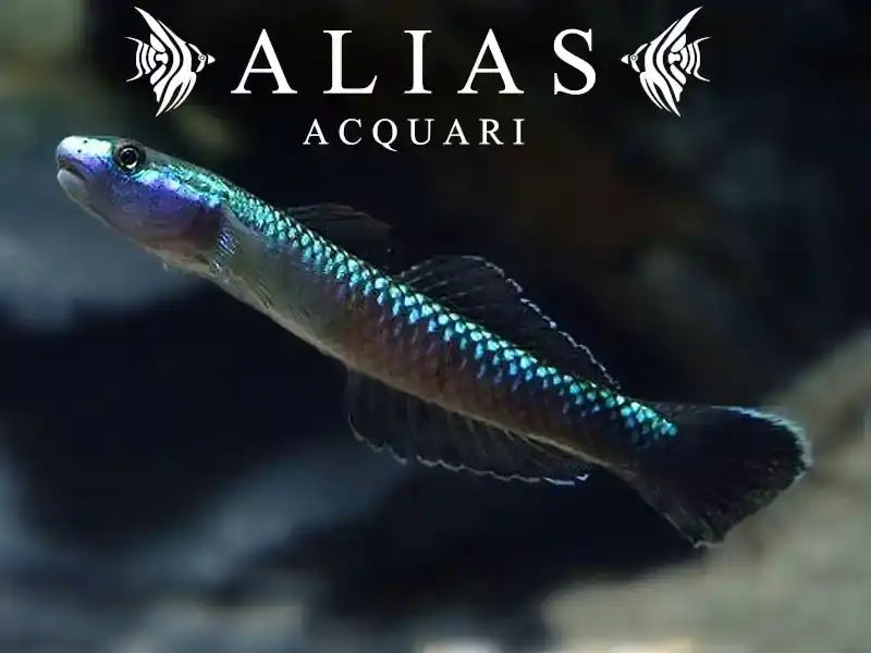 Stiphodon atropurpureus sp. undio blue