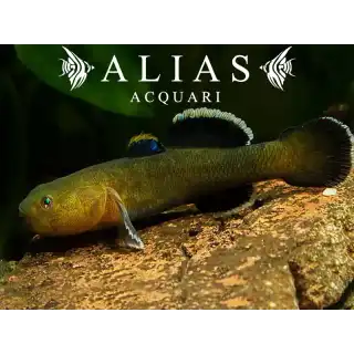 Chlamydogobius Eremius