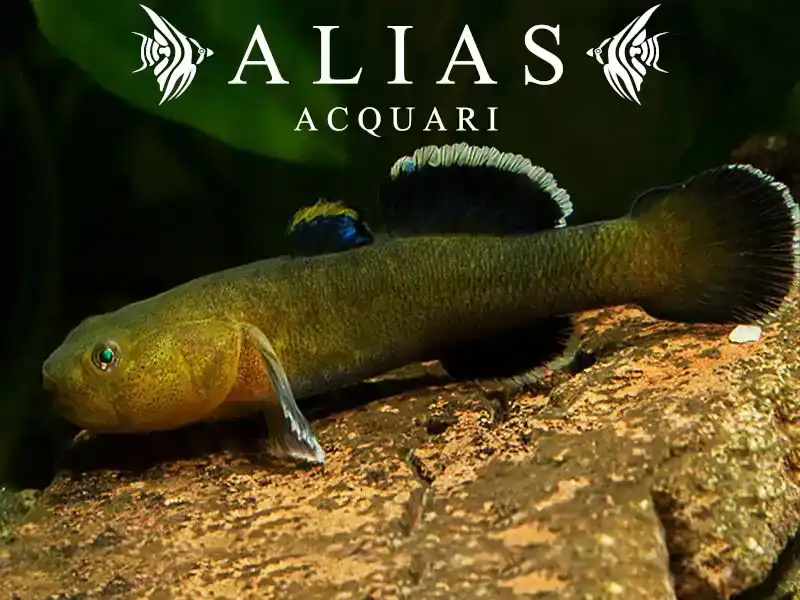 Chlamydogobius Eremius