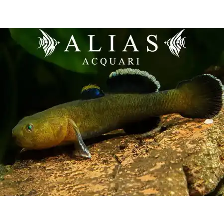 Chlamydogobius Eremius