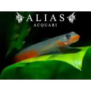 Sicyopus Jonklaasi
