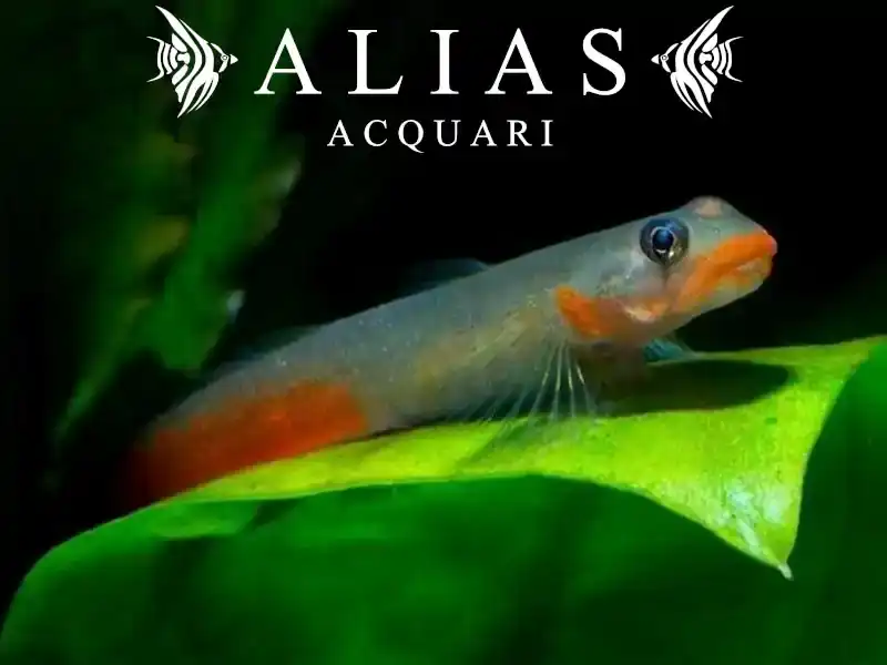 Sicyopus Jonklaasi