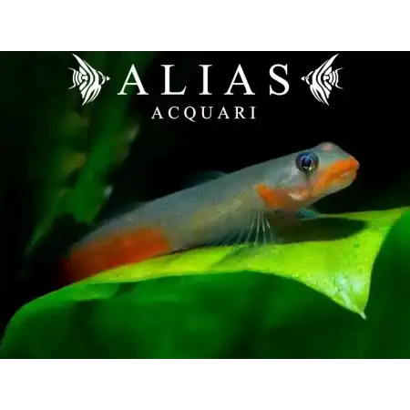 Sicyopus Jonklaasi