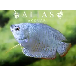 Colisa Lalia cobalt dwarf