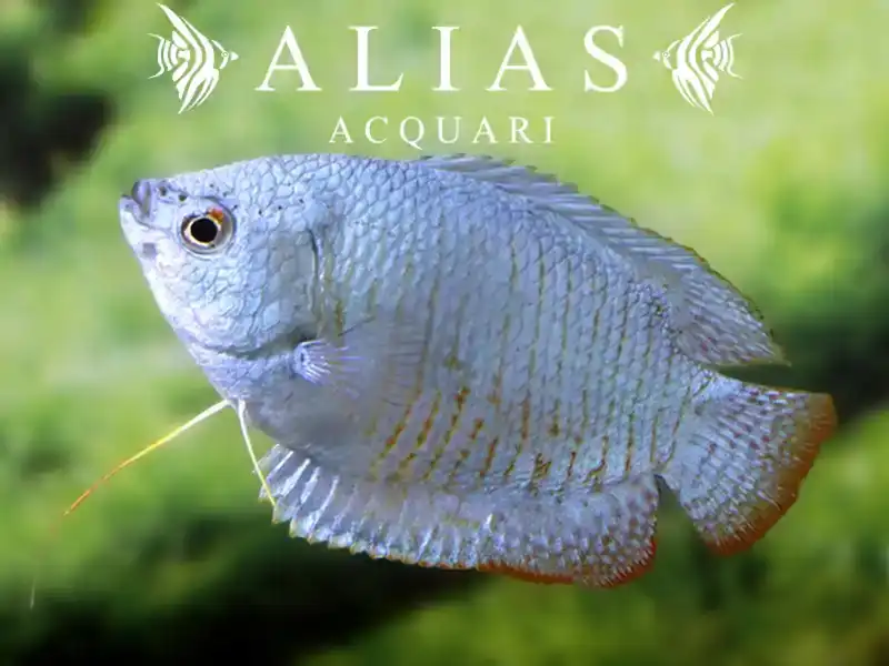 Colisa Lalia cobalt dwarf