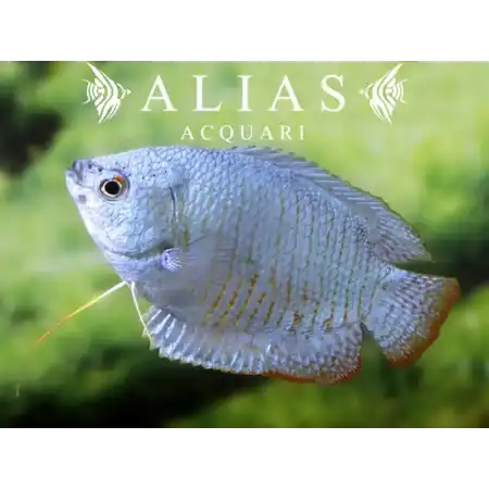 Colisa Lalia cobalt dwarf