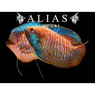 Colisa Lalia