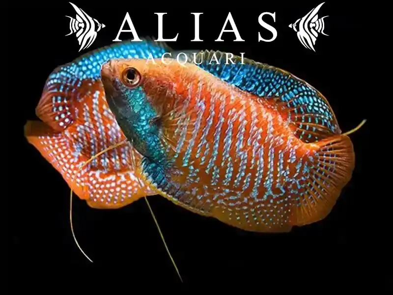 Colisa Lalia