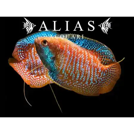 Colisa Lalia