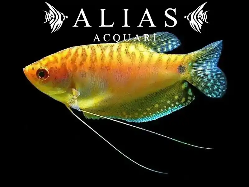 Trichogaster Trichopterus gold