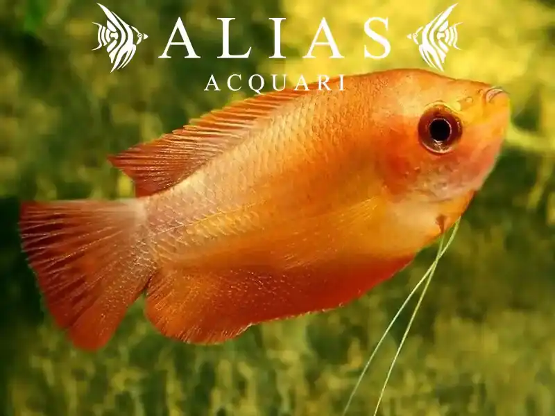 Colisa labiosa orange