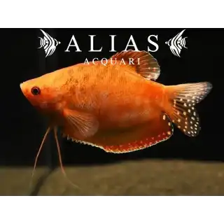 Trichogaster Trichopterus Red