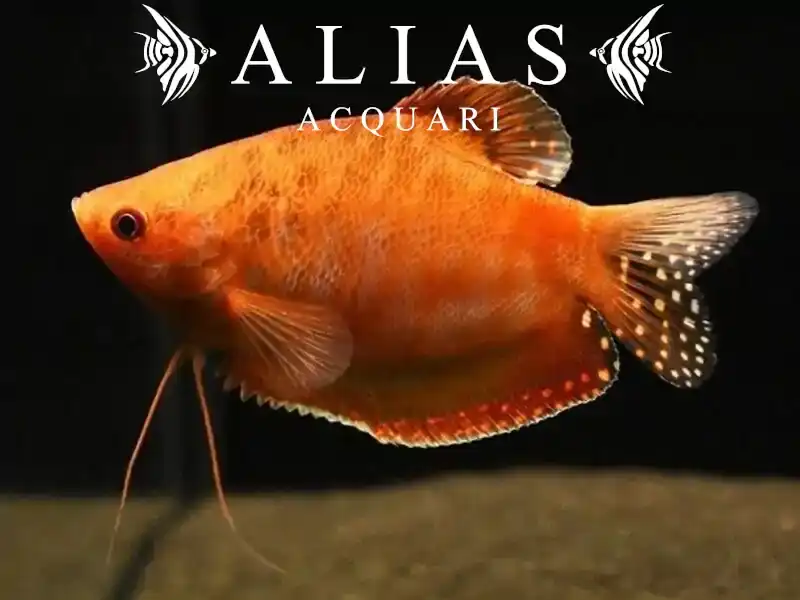 Trichogaster Trichopterus Red