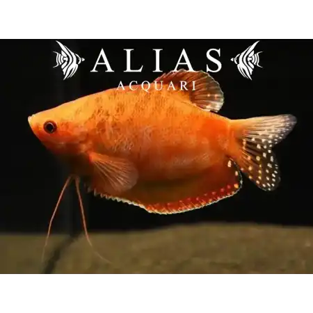 Trichogaster Trichopterus Red