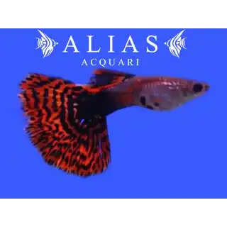 Guppy maschio Blood Red Mosaic Tail