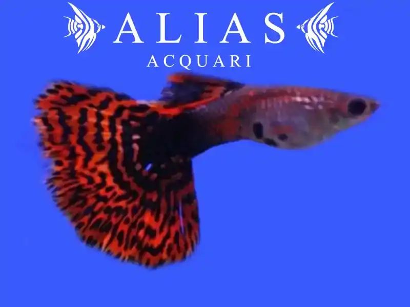 Guppy maschio Blood Red Mosaic Tail