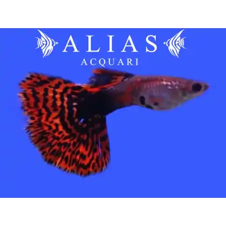 Guppy maschio Blood Red Mosaic Tail