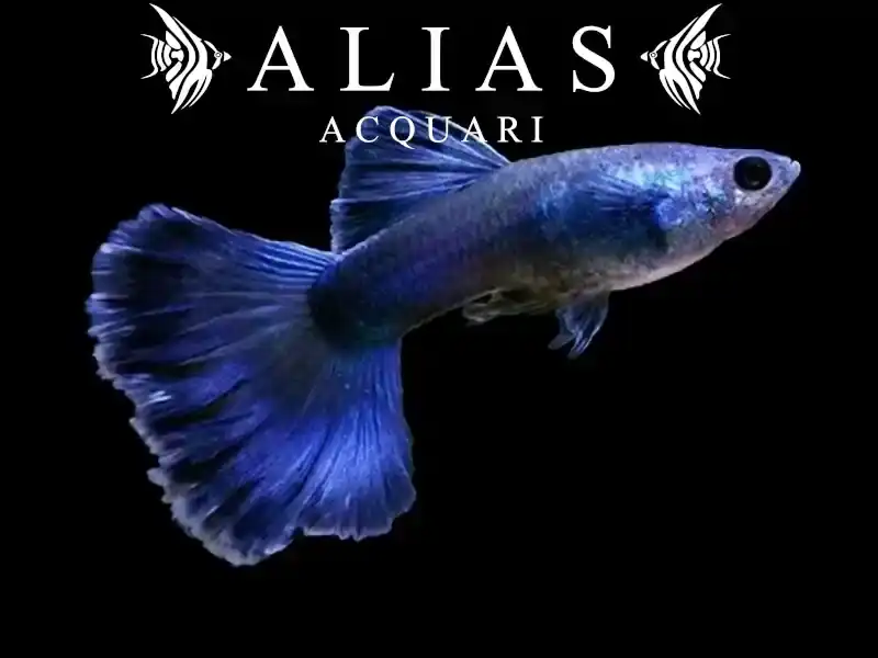 Guppy maschio Blue Moscow