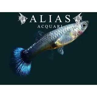 Guppy femmina Blue Neon