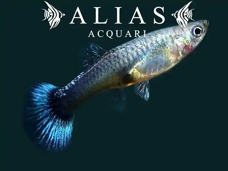 Guppy femmina Blue Neon