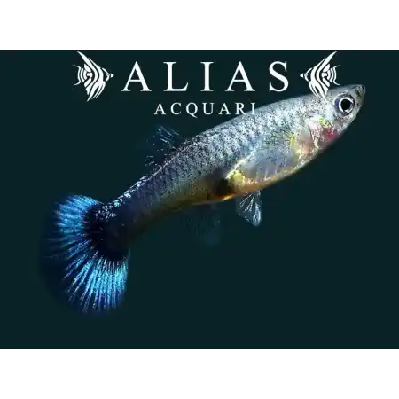 Guppy femmina Blue Neon