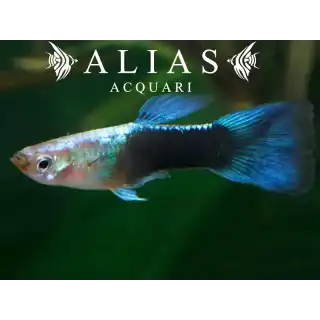 Guppy maschio Blue Turquoise