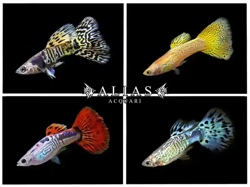 Guppy maschio Cobra Mix
