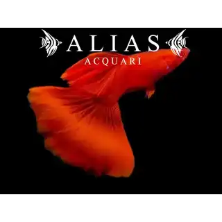 Guppy in coppia Full Red Albino