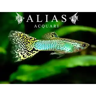 Guppy in coppia Green Cobra