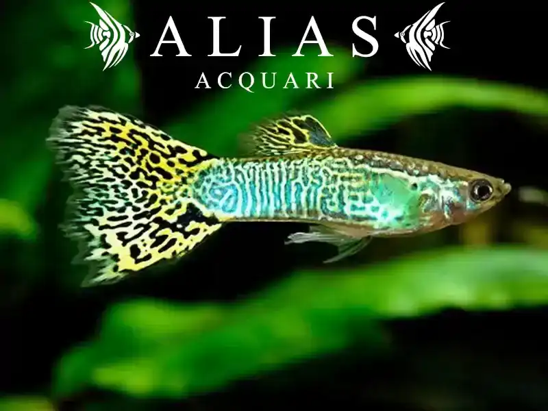 Guppy in coppia Green Cobra
