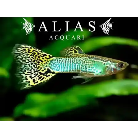 Guppy in coppia Green Cobra