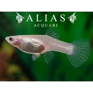 Guppy femmina Panda