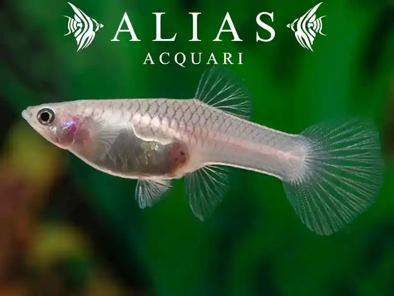 Guppy femmina Panda
