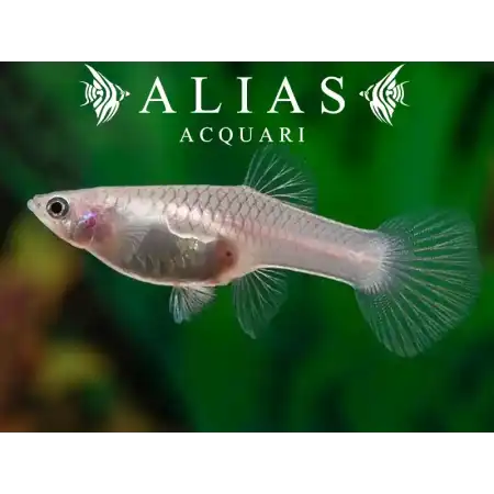 Guppy femmina Panda