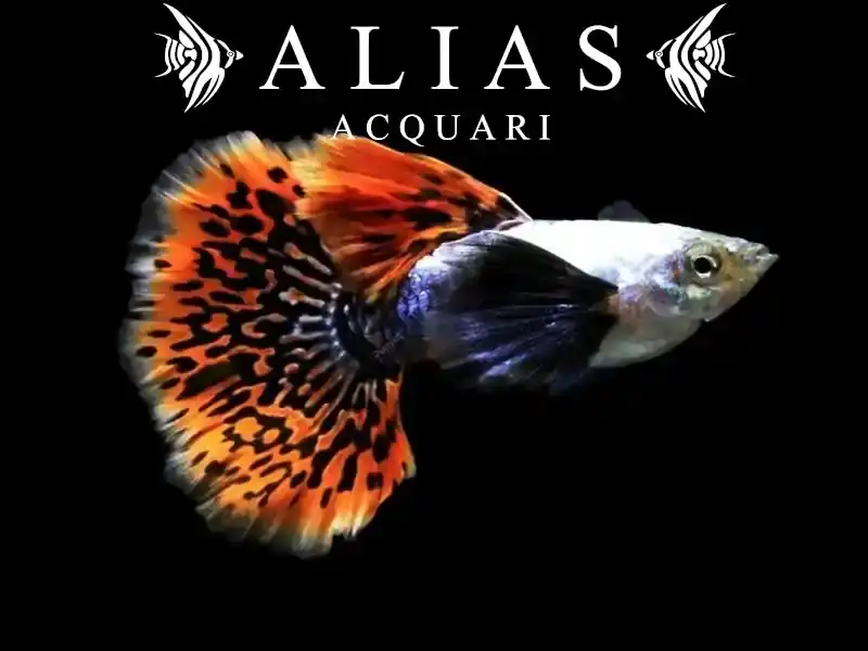 Guppy in coppia Platinum Red Mosaic Big Ear