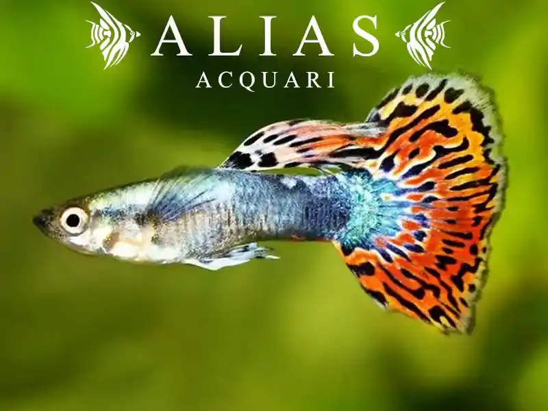 Guppy maschio Rainbow
