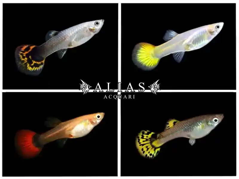 Guppy femmina Mix