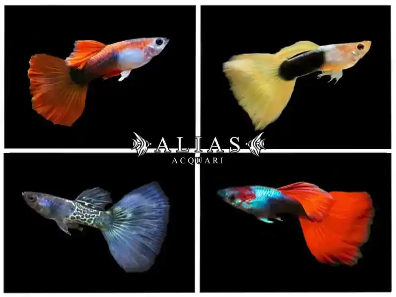 Guppy maschio Colour Mix