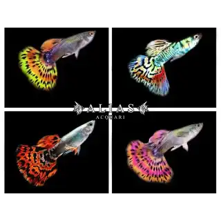 Guppy maschio Multicolor