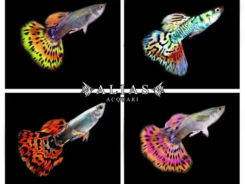 Guppy maschio Multicolor
