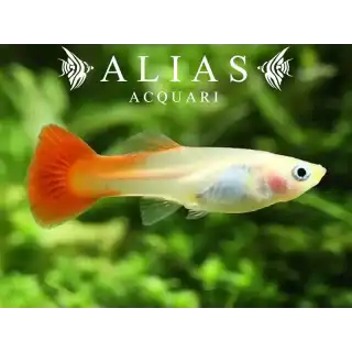 Guppy femmina Red Blond