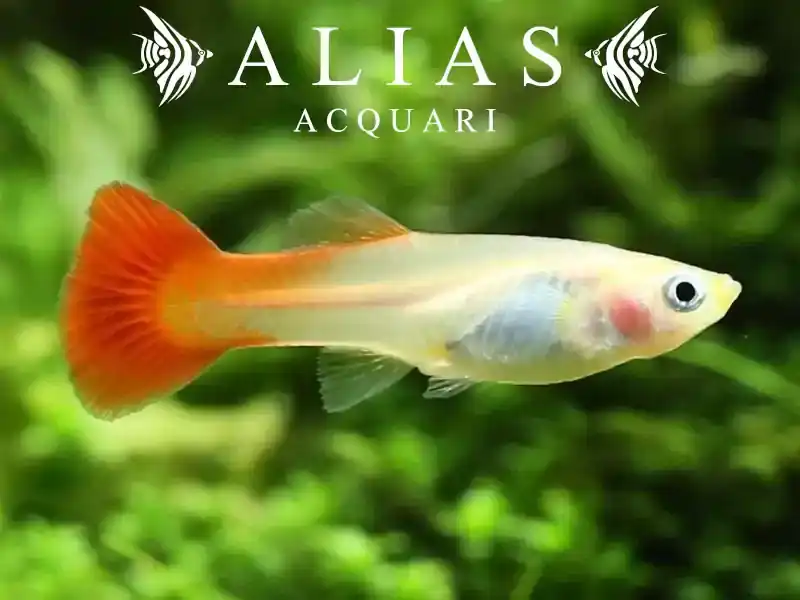 Guppy femmina Red Blond