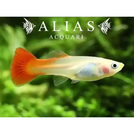 Guppy femmina Red Blond