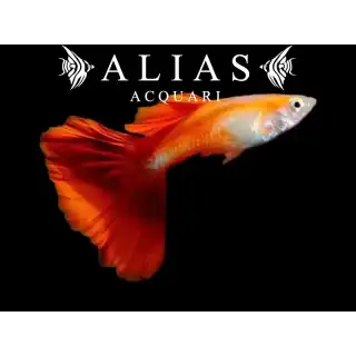 Guppy maschio Red Blond