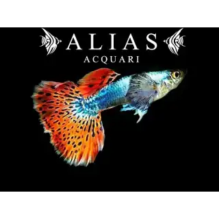 Guppy in coppia Galaxy mosaic red