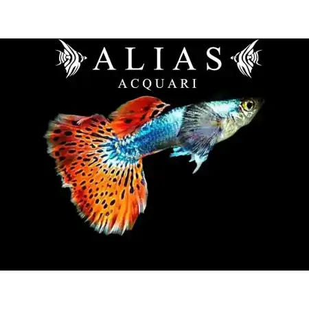 Guppy in coppia Galaxy mosaic red