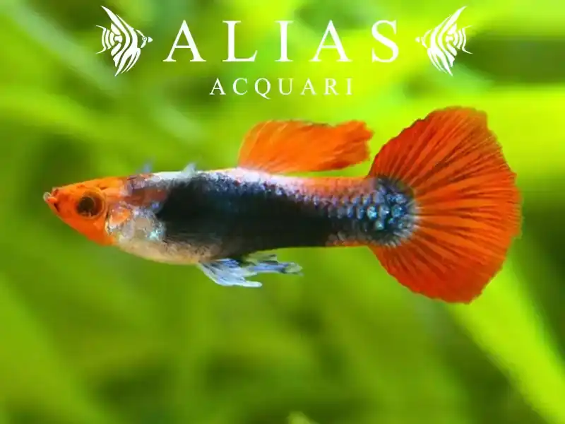 Guppy in coppia Red Koi Tuxedo