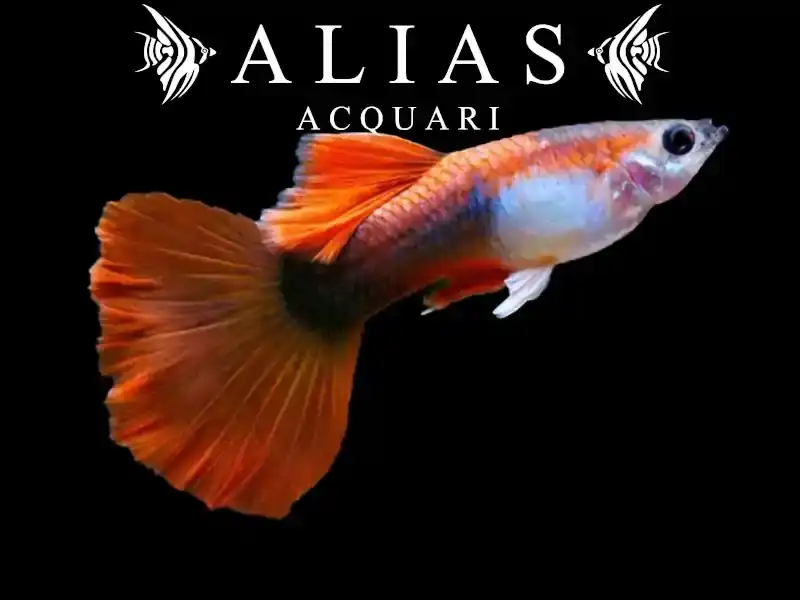 Guppy in coppia Red Tuxedo Tricolor